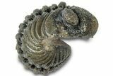 Wide Enrolled Morocops Trilobite - Morocco #310750-2